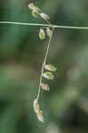 Threeflower melicgrass